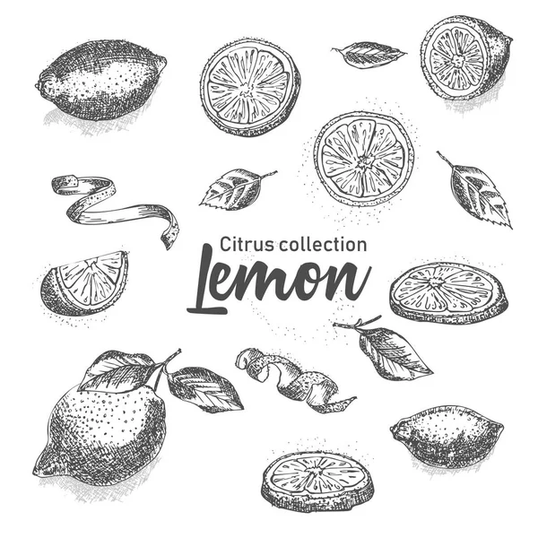 Conjunto Blanco Negro Cítricos Tropicales Dibujados Mano Lemon Estilo Boceto — Vector de stock