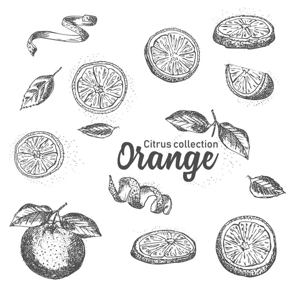 手の黒と白のセットには 熱帯の柑橘系の果物が描かれています オレンジ色 インク スケッチ スタイル テンプレートのメニュー レシピ グリーティング カードをお勧めします — ストックベクタ