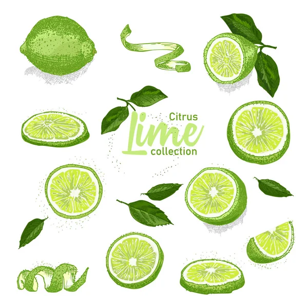 Conjunto Color Cítricos Tropicales Dibujados Mano Limón Estilo Boceto Tinta — Vector de stock