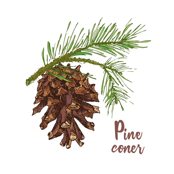 Realistic Botanical Ink Sketch Colorful Fir Tree Branches Pine Cone — Stock Vector