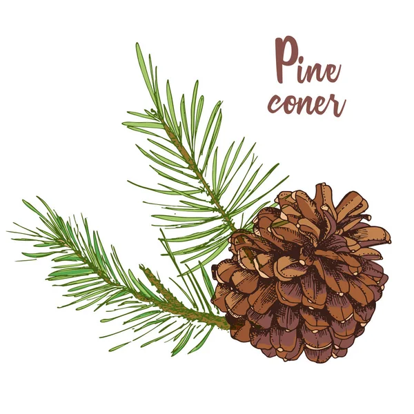 Realistic Botanical Ink Sketch Colorful Fir Tree Branches Pine Cone — Stock Vector