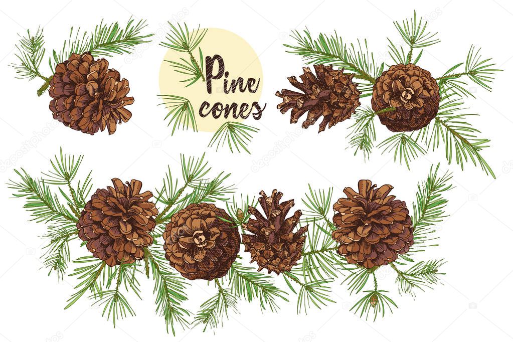 Realistic Botanical ink sketch of colorful fir tree branches with pine cone isolated on white background. Good idea for invitations, greeting postcards, label, sticker Vector illustrations