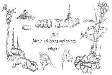 Elle çizilmiş zencefil kökleri, hayatlarını ve siyah renk beyaz arka plan üzerinde izole çiçeklenir ayarlayın. Retro vintage grafik tasarım. Botanik kroki çizim, stil oyma. Vektör çizim.