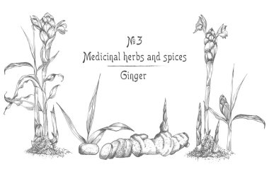 Elle çizilmiş zencefil kökleri, hayatlarını ve siyah renk beyaz arka plan üzerinde izole çiçeklenir ayarlayın. Retro vintage grafik tasarım. Botanik kroki çizim, stil oyma. Vektör çizim.