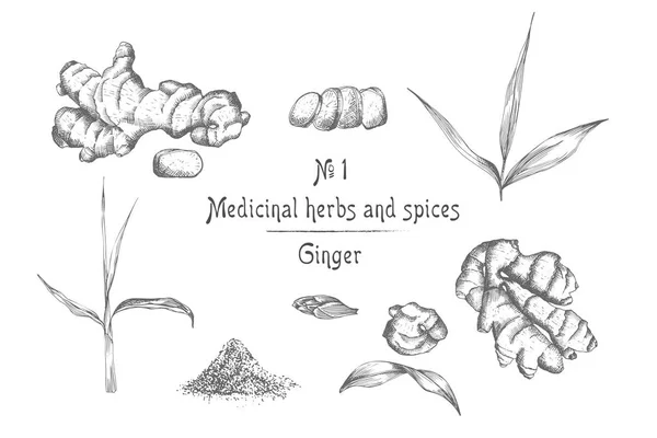 设置手绘生姜根 生活和花在黑色的颜色隔离在白色的背景 复古复古平面设计 植物素描 雕刻风格 向量例证 — 图库矢量图片