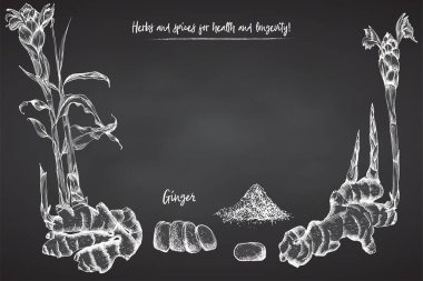 Set el zencefil kökleri, hayatlarını ve izole kara tahta arka plan üzerinde beyaz tebeşir renkli çiçekler çekilmiş. Retro vintage grafik tasarım. Botanik kroki çizim, stil oyma. Vektör çizim.