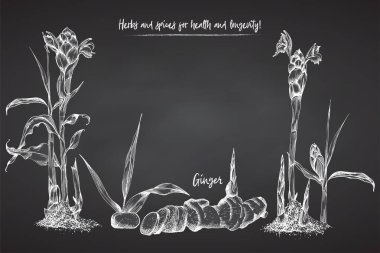 Set el zencefil kökleri, hayatlarını ve izole kara tahta arka plan üzerinde beyaz tebeşir renkli çiçekler çekilmiş. Retro vintage grafik tasarım. Botanik kroki çizim, stil oyma. Vektör çizim.