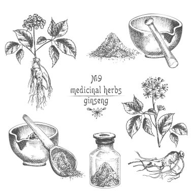 Ginseng kök, çiçek, çilek, şişe, harç ve beyaz arka plan üzerinde çiçek otlar koleksiyonu izole havaneli gerçekçi botanik mürekkep kroki. Tıp bitki. Vintage rustik vektör çizim.