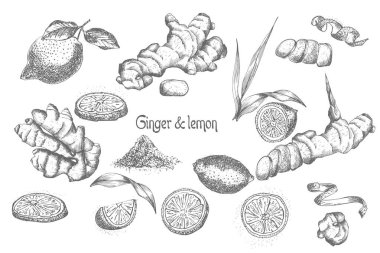 Elle çizilmiş zencefil kökleri, hayat, çiçek ve siyah renk beyaz arka plan üzerinde izole limon ayarlayın. Retro vintage grafik tasarım. Çizim, stil vektör çizim oyma botanik kroki.