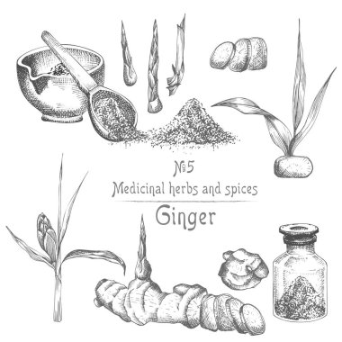 Elle çizilmiş zencefil kökleri, hayatlarını ve siyah renk üzerine beyaz izole çiçeklenir ayarlayın. Şişe, harç, havaneli Retro vintage grafik tasarım. Botanik kroki çizim, stil oyma. Vektör çizim.