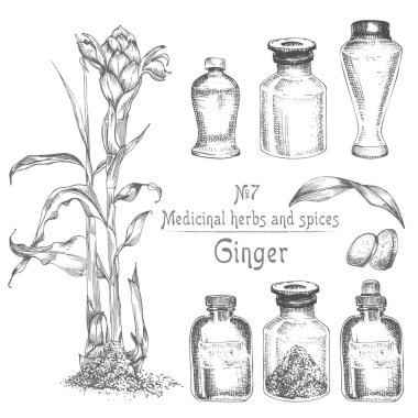 Elle çizilmiş zencefil kökleri, hayatlarını ve siyah renk üzerine beyaz izole çiçeklenir ayarlayın. Şişe, harç, havaneli Retro vintage grafik tasarım. Botanik kroki çizim, stil oyma. Vektör çizim.