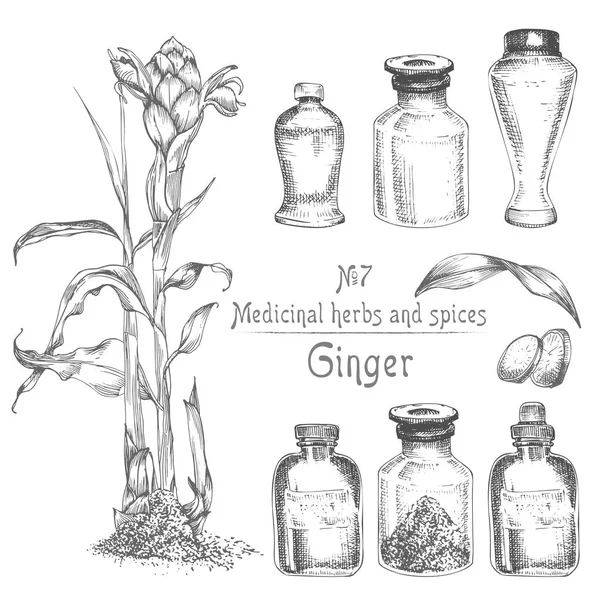 Elle çizilmiş zencefil kökleri, hayatlarını ve siyah renk üzerine beyaz izole çiçeklenir ayarlayın. Şişe, harç, havaneli Retro vintage grafik tasarım. Botanik kroki çizim, stil oyma. Vektör çizim.