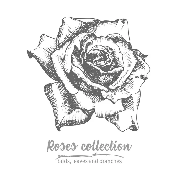 Dibujo Dibujado Mano Rosa Brote Único Iluatración Botánica Vintage Detallada — Vector de stock