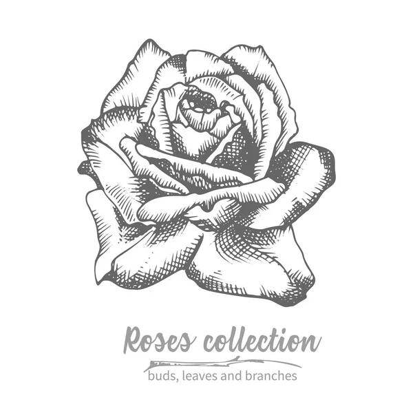 Hand Drawn Sketch Rose Single Bud Detailed Vintage Botanical Illuatration — Stockový vektor