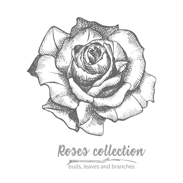 Hand Drawn Sketch Rose Single Bud Detailed Vintage Botanical Illuatration — Stock Vector