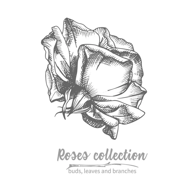 Esquisse Dessinée Main Rose Simple Bourgeon Illustration Botanique Vintage Détaillée — Image vectorielle