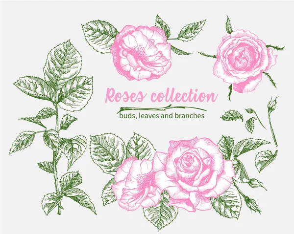 Conjunto Dibujo Dibujado Mano Rosas Rosadas Hojas Ramas Iluatración Botánica — Vector de stock