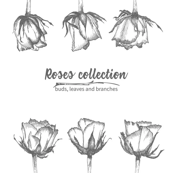 Conjunto Rosas Dibujadas Mano Hojas Ramas Iluatración Botánica Vintage Detallada — Vector de stock