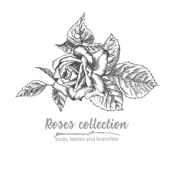 Ramo Dibujado Mano Rosas Iluatración Botánica Vintage Detallada Silueta Negra — Vector de stock