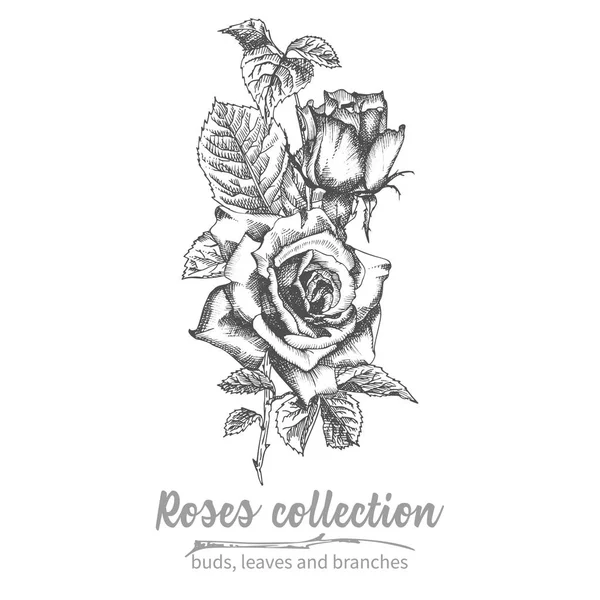 Ramo Dibujado Mano Rosas Iluatración Botánica Vintage Detallada Silueta Negra — Vector de stock