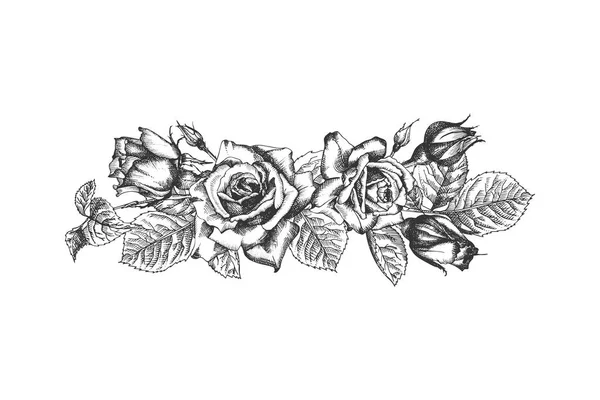 Çerçeve çiçek. Gül, yaprakları ve dalları detaylı vintage botanik illuatration el çizilmiş kroki. Beyaz arka planda stil oyma içinde yaratıcı grafik sanat siluet siyah isollated