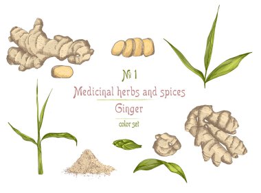 Siyah renk beyaz arka plan üzerinde izole renkli ayarlayın. Retro vintage grafik tasarım. Botanik kroki çizim, stil oyma. Vektör çizim.