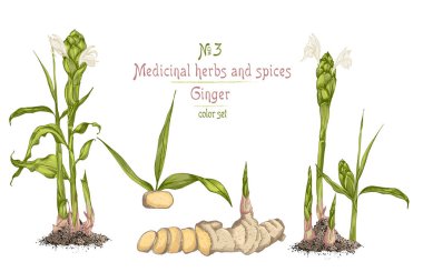 Set renkli el zencefil kökleri, hayatlarını ve beyaz arka plan üzerinde izole çiçek çizilmiş. Retro vintage grafik tasarım. Botanik kroki çizim, stil oyma. Vektör çizim.