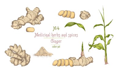 Set renkli el zencefil kökleri, hayatlarını ve beyaz arka plan üzerinde izole çiçek çizilmiş. Retro vintage grafik tasarım. Botanik kroki çizim, stil oyma. Vektör çizim.