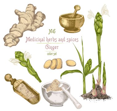 Set renkli el zencefil kökleri, hayatlarını ve üzerinde beyaz izole çiçek çizilmiş. Şişe, harç, havaneli Retro vintage grafik tasarım. Botanik kroki çizim, stil oyma. Vektör çizim.