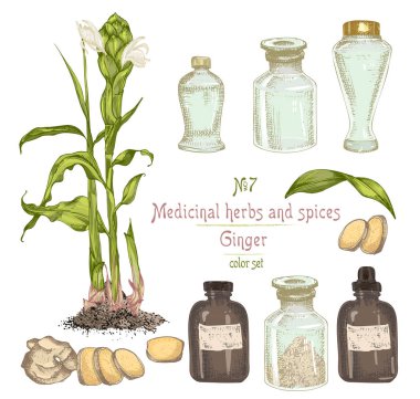 Set renkli el zencefil kökleri, hayatlarını ve üzerinde beyaz izole çiçek çizilmiş. Şişe, harç, havaneli Retro vintage grafik tasarım. Botanik kroki çizim, stil oyma. Vektör çizim.