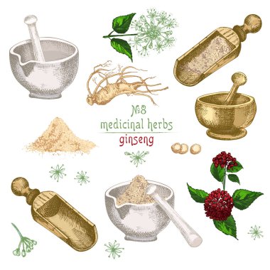 Ginseng kök, çiçek, çilek, şişe, harç ve beyaz arka plan üzerinde çiçek otlar koleksiyonu tıp bitki Vintage rustik vektör Illustration izole havaneli gerçekçi botanik renkli kroki