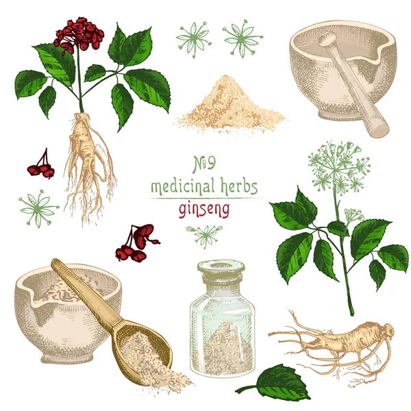 Realistische Botanische Kleurrijke Schets Van Ginseng Wortel Bloemen Bessen Fles — Stockvector