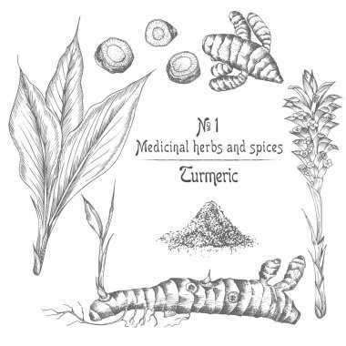 El çekilmiş zerdeçal kökleri, hayatlarını ve siyah renk beyaz arka plan üzerinde izole çiçeklenir ayarlayın. Retro vintage grafik tasarım. Botanik kroki çizim, stil oyma. Vektör çizim.