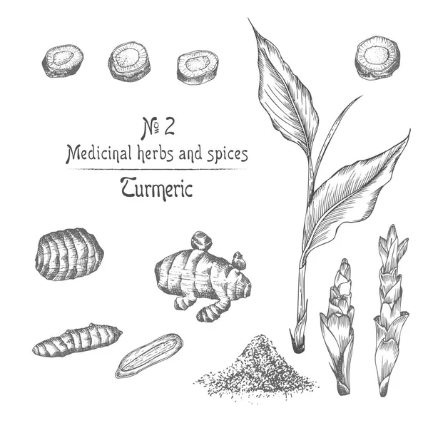 Set Handgezeichnet Von Kurkuma Wurzeln Lebt Und Blüht Schwarzer Farbe — Stockvektor