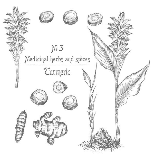 Set Handgezeichnet Von Kurkuma Wurzeln Lebt Und Blüht Schwarzer Farbe — Stockvektor