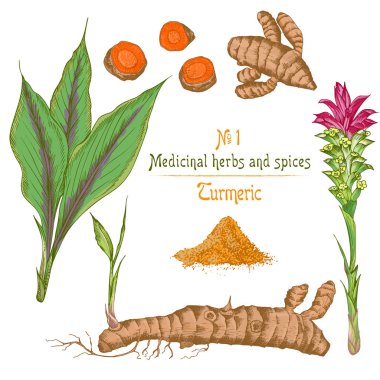 Renk el çekilmiş zerdeçal kökleri, hayatlarını ve beyaz arka plan üzerinde izole çiçek ayarlayın. Retro vintage grafik tasarım.