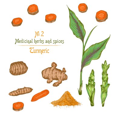 Renk el çekilmiş zerdeçal kökleri, hayatlarını ve beyaz arka plan üzerinde izole çiçek ayarlayın. Retro vintage grafik tasarım.