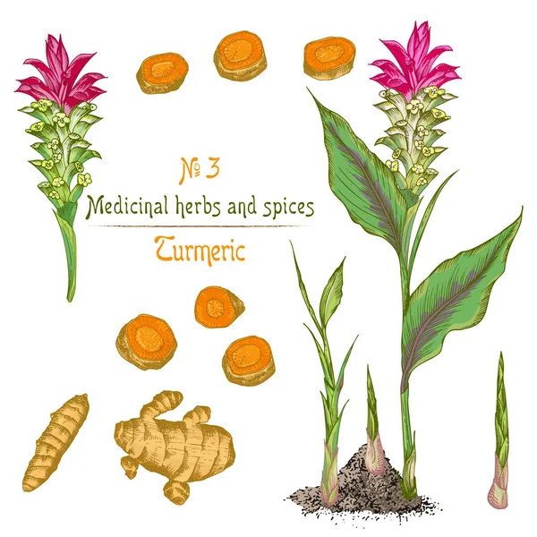 Set colore disegnato a mano di radici di curcuma, vite e fiori isolati su sfondo bianco. Design grafico vintage retrò . — Vettoriale Stock