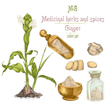 Renkli el zencefil kökleri, hayatlarını ve beyaz arka plan üzerinde izole çiçek çekilmiş ayarla.