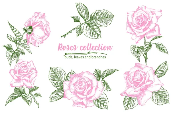 Set von handgezeichneten Skizzen rosa Rosen, Blätter und Zweige detaillierte Vintage botanische Illustration. Blumenrahmen. Silhouette auf weißem Hintergrund — Stockvektor