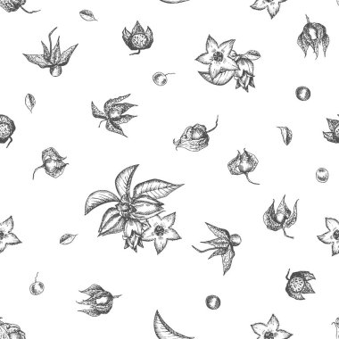 Ashwagandha seamless pattern hand drawn with berries, lives and branch in black color on white background. Retro vintage graphic design Botanical sketch drawing clipart