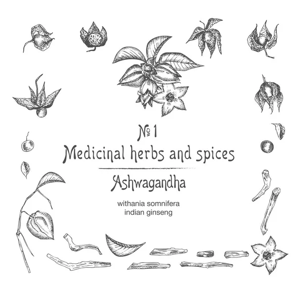 Ashwagandha el çilek, yaşamlar, kökler ve beyaz arka plan üzerinde siyah renkli dal ile çizilmiş desenler seti. Retro vintage grafik tasarım Botanik kroki çizim — Stok Vektör