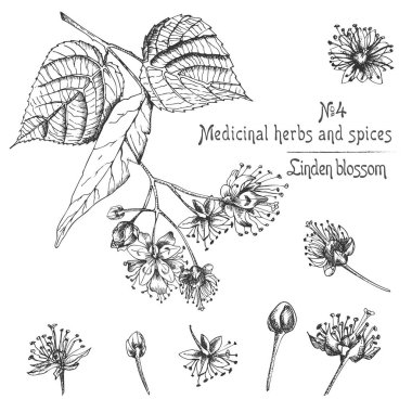 Ihlamur çiçeği el flowwer, yaşamları ve beyaz arka plan üzerinde siyah renkli dal ile çizilmiş desenler kümesi. Retro vintage grafik tasarım Botanik kroki çizim