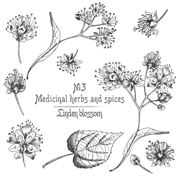 Készlet Linden virág kézzel rajzolt minták flowwer, él és ág fekete színű, fehér háttér előtt. Retro vintage grafikai tervezés botanikai vázlat — Stock Vector