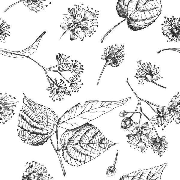 Linden blossom hand drawn seamless pattern with flower, lives and branch in black color on white background. Retro vintage graphic design Botanical sketch drawing — Stock Vector