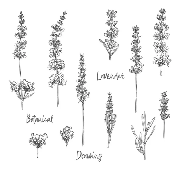 Set hand getekende schets van lavendel bloem en schattige bogen geïsoleerd op witte achtergrond. Frankrijk Provence retro patroon voor romantisch vers design concept. Natural lavendel — Stockvector