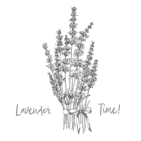 Bouquet sketsa gambar tangan bunga Lavender dan busur imut terisolasi di latar belakang putih. Prancis memprovokasi pola retro untuk konsep desain segar romantis. Pembuangan alami - Stok Vektor