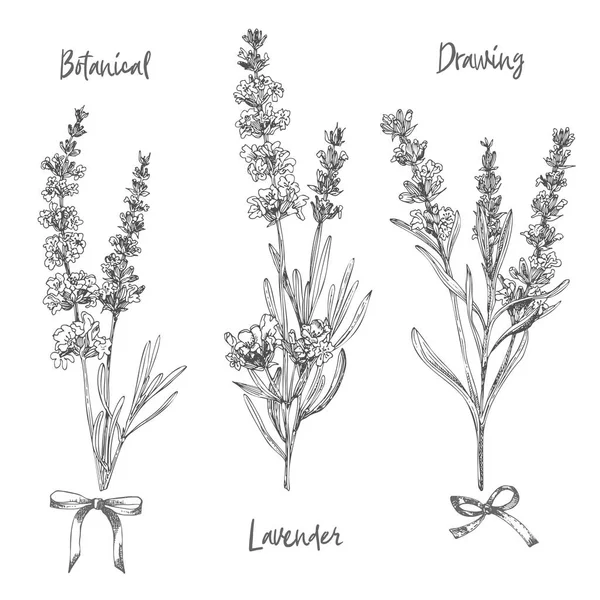 Lavanta çiçek ve beyaz arka plan üzerinde izole sevimli yay el çizilmiş kroki ayarlayın. Romantik taze tasarım konsepti için Fransa provence retro desen. Doğal lavander