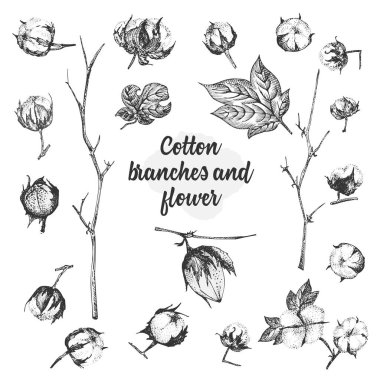 Pamuk bitkisinin dalları, çiçekleri ve yaprakları. El çizimi botanik çizimi. İşleme stili. Siyah beyaz illüstrasyon.