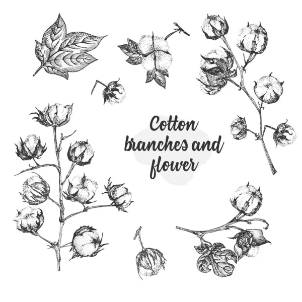 Conjunto de ramitas, flores y hojas de una planta de algodón. Ilustración botánica dibujada a mano. Estilo grabado. Ilustración en blanco y negro . — Vector de stock